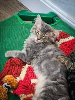 Jango -  Domestic Long Hair Cat for Adoption in Prineville, Oregon - Jango | PetCurious