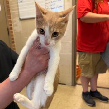 Maverick -  Domestic Short Hair Cat for Adoption in Birmingham, Alabama - Maverick | PetCurious