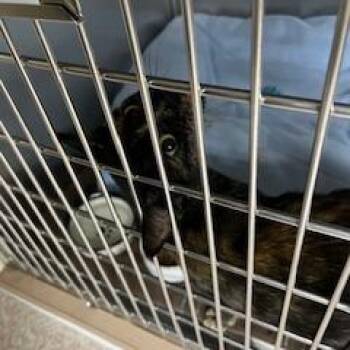 Tilly -  Domestic Short Hair Cat for Adoption in Buellton, California - Tilly | PetCurious