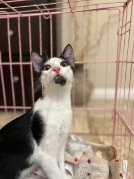 Rescue Tuxedo Cats for Adoption in Poway, California - Wolfie | PetCurious