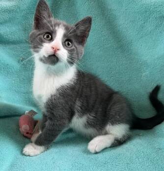 American Shorthair Cats Available for Adoption in Lemoyne, Pennsylvania - Cicero (a Goofball Waiting To Make You Laugh And Fill Your Heart | PetCurious