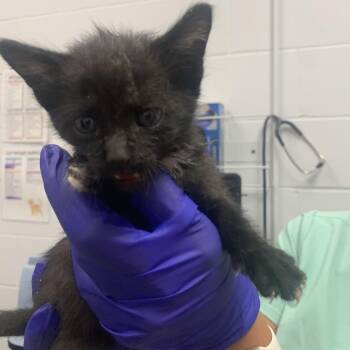 Tito -  Domestic Short Hair Cat Available for Adoption in West Palm Beach, Florida - Tito | PetCurious