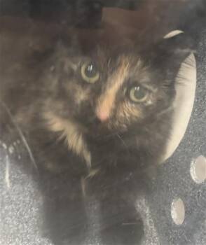 FLAKI -  Domestic Short Hair Cat for Adoption in Dallas, Texas - FLAKI | PetCurious