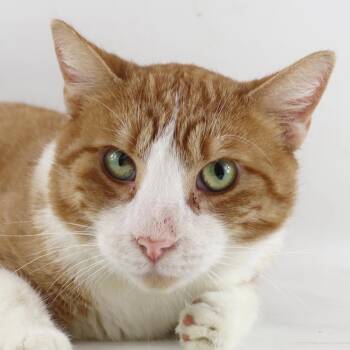 Rescue Domestic Short Hair Cats for Adoption in Clovis, California - Ranger | PetCurious