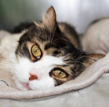 Domestic Long Hair Cats Available for Adoption in Boston, Massachusetts - ZIPPY | PetCurious