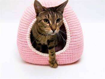 Domestic Short Hair Cats Available for Adoption - SUN | PetCurious