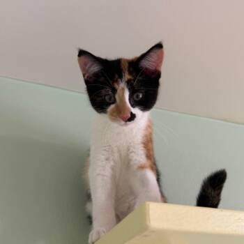 Cookie Dough -  Domestic Short Hair Cat for Adoption in Fenton, Michigan - Cookie Dough | PetCurious