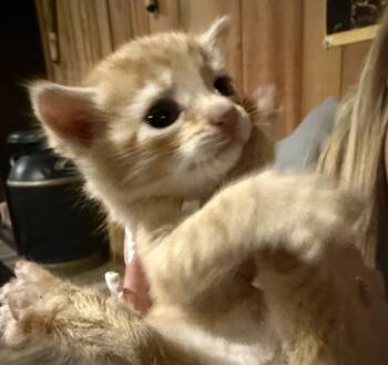 Rescue Domestic Short Hair Cats for Adoption in Telford, Pennsylvania - Lil Spice (Whitehall Widdles) | PetCurious