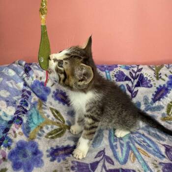 Domestic Short Hair Cats Available for Adoption in San Antonio, Texas - Gutbucket | PetCurious