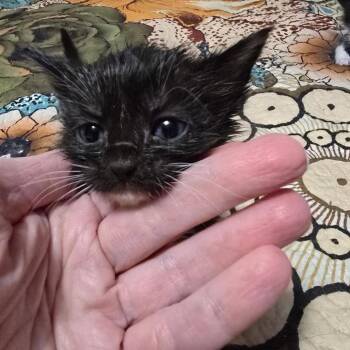 Sir Honk -  Domestic Short Hair Cat for Adoption in Conway, Arkansas - Sir Honk | PetCurious
