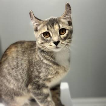 Maleficent -  American Curl and Domestic Short Hair Cat for Adoption in Brownsboro, Alabama - Maleficent | PetCurious