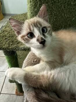 ECHO -  Domestic Medium Hair and Ragdoll Cat for Adoption in Saucier, Mississippi - ECHO | PetCurious