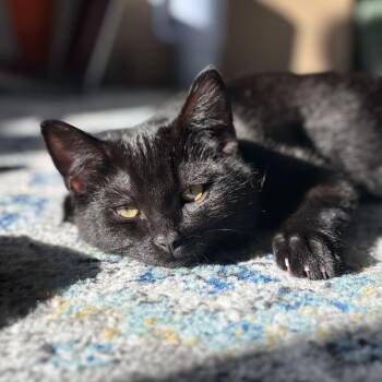 Domestic Short Hair Cats Available for Adoption in Portland, Oregon - Bubba Bonded To Sunflower | PetCurious