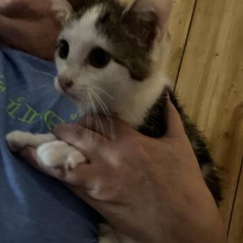 Barry -  Domestic Short Hair Cat for Adoption in Pittsburg, Kansas - Barry | PetCurious