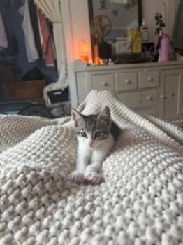 PEBBLE* -  Domestic Short Hair Cat for Adoption in Santa Cruz, California - PEBBLE* | PetCurious