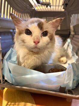 Giyna -  Ragdoll Cat for Adoption in New Braunfels, Texas - Giyna | PetCurious