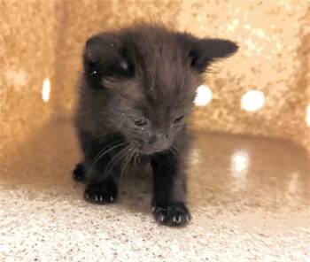 FLOW -  Domestic Short Hair Cat for Adoption in Thousand Palms, California - FLOW | PetCurious