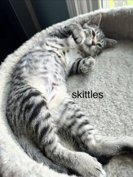 Skittles -  Domestic Short Hair Cat for Adoption in Unionville, Missouri - Skittles | PetCurious