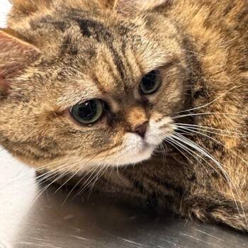 Rey -  Persian and Domestic Short Hair Cat for Adoption in Clearwater, Florida - Rey | PetCurious