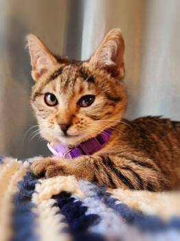 Rescue Domestic Short Hair and Domestic Medium Hair Cats for Adoption in Brandon, Florida - Eve | PetCurious