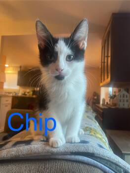 Rescue Domestic Short Hair Cats for Adoption - Chip | PetCurious