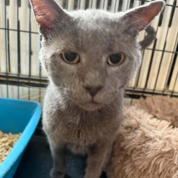 Merlin -  Domestic Short Hair Cat for Adoption in Huntington, New York - Merlin | PetCurious