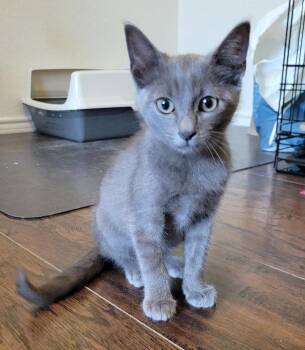 Georgie -  Domestic Short Hair Cat for Adoption in Fort Worth, Texas - Georgie | PetCurious