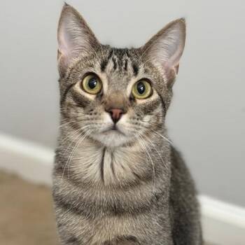 Rescue Domestic Short Hair Cats for Adoption in Alexandria, Virginia - Rutabaga | PetCurious