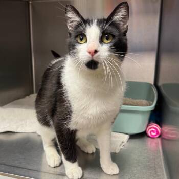 Domestic Short Hair Cats Available for Adoption - Tini | PetCurious