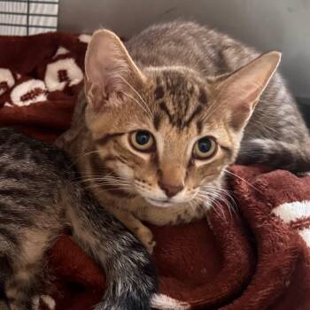 Ranger -  Domestic Short Hair Cat for Adoption in Titusville, Florida - Ranger | PetCurious