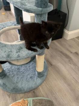 Domestic Short Hair Cats Available for Adoption in Roseville, California - Ponyboy | PetCurious