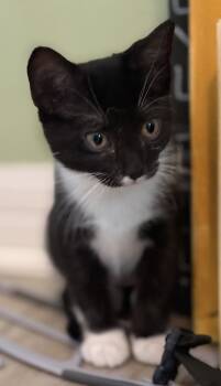 American Shorthair Cats Available for Adoption in Orlando, Florida - Ross | PetCurious