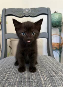 Suki -  Domestic Short Hair Cat for Adoption in Chisholm, Minnesota - Suki | PetCurious