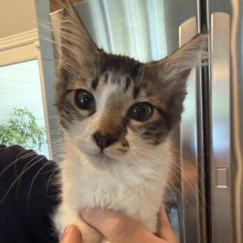 CURRY -  Domestic Short Hair Cat for Adoption in Auburn, California - CURRY | PetCurious