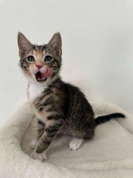 Domestic Short Hair Cats Available for Adoption in Sandy Springs, Georgia - Megan (bonded With Hudson) | PetCurious