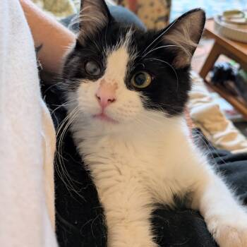 Rescue Domestic Medium Hair Cats for Adoption in Oak Park, Illinois - Bouchard | PetCurious