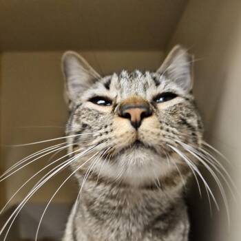 Domestic Short Hair Cats Available for Adoption - Martie | PetCurious