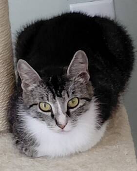Domestic Short Hair Cats Available for Adoption in Landenberg, Pennsylvania - Leia | PetCurious