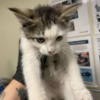 Lance -  Domestic Short Hair Cat for Adoption in Chicago, Illinois - Lance | PetCurious