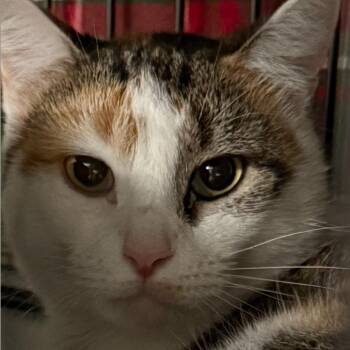 25-85 Ambrosia -  Domestic Short Hair Cat for Adoption in North Branford, Connecticut - 25-85 Ambrosia | PetCurious