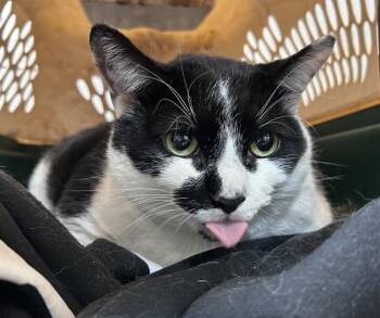 Mark -  Domestic Medium Hair Cat for Adoption in New York, New York - Mark | PetCurious