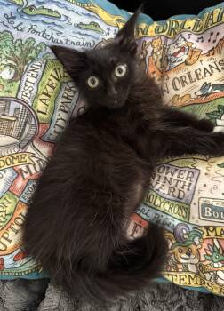Yoda -  Domestic Long Hair Cat for Adoption in New Orleans, Louisiana - Yoda | PetCurious