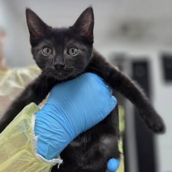Mercury -  Domestic Short Hair Cat for Adoption in Incline Village, Nevada - Mercury | PetCurious