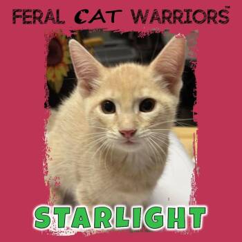 Starlight -  Domestic Short Hair Cat for Adoption in Kingman, Arizona - Starlight | PetCurious