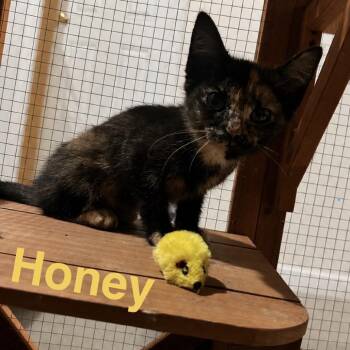 Honey -  Domestic Short Hair Cat for Adoption in Ringtown, Pennsylvania - Honey | PetCurious