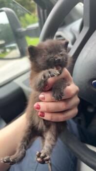 Yodel -  Domestic Short Hair Cat for Adoption in Disputanta, Virginia - Yodel | PetCurious