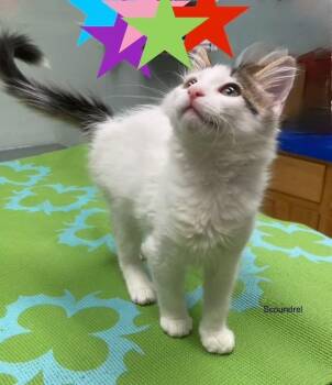 Scoundrel26 -  Domestic Medium Hair Cat for Adoption in Youngsville, North Carolina - Scoundrel26 | PetCurious
