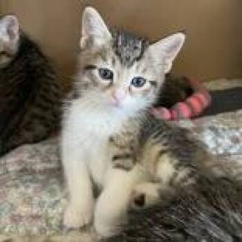 Matcha -  Domestic Short Hair Cat for Adoption in Flagstaff, Arizona - Matcha | PetCurious