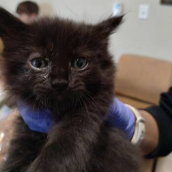 Lucius -  Domestic Short Hair Cat for Adoption in League City, Texas - Lucius | PetCurious