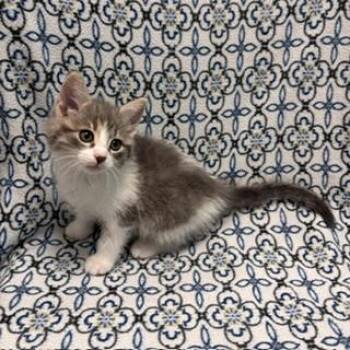 Elora -  Domestic Short Hair Cat for Adoption in Janesville, Wisconsin - Elora | PetCurious